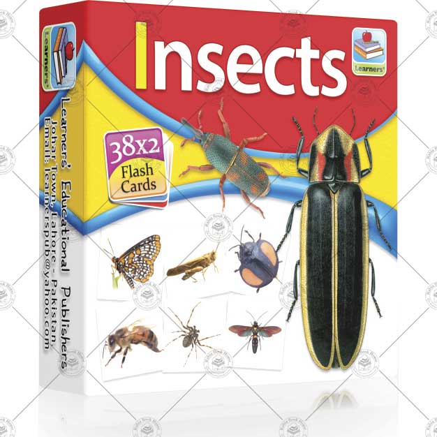 Flash Card Insects - Image 2